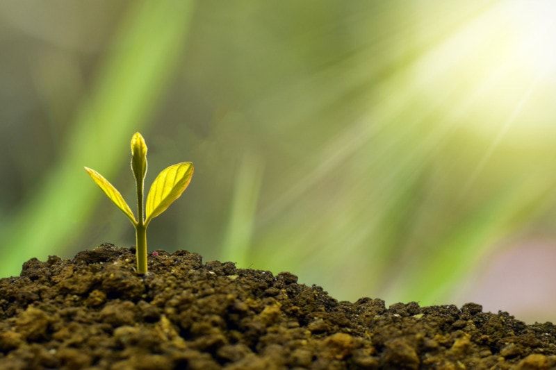 ¿Qué es el ROI? Planta creciendo.